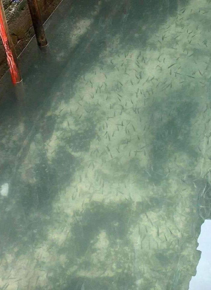 Los peces se pueden observar claramente en el canal.