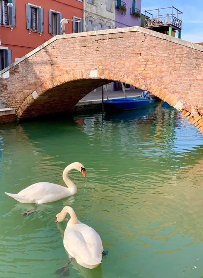 Más patos en los canales, disfrutando de sus tranquilas aguas.