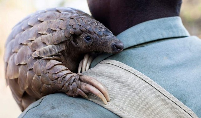 Del tráfico ilegal del pangolín y otras especies animales proviene el brote actual de Coronavirus en humanos a escala mundial.