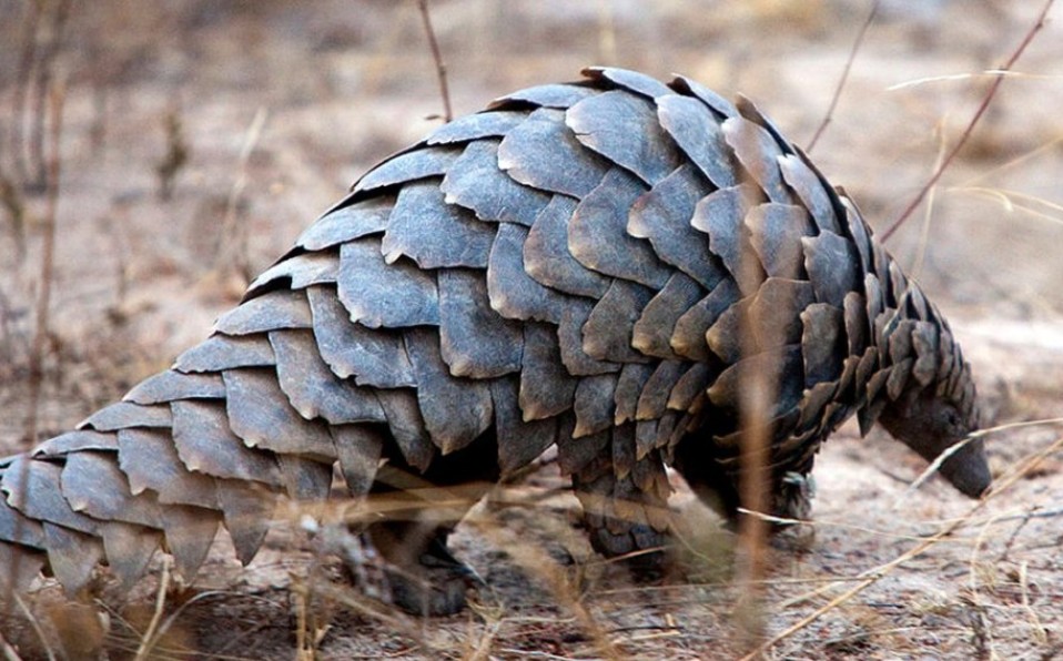 El Pangolín se encuentra en peligro de extinción. (@SinEmbargoMX)
