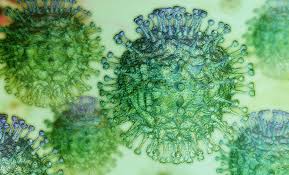 Toda la actualidad del coronavirus.