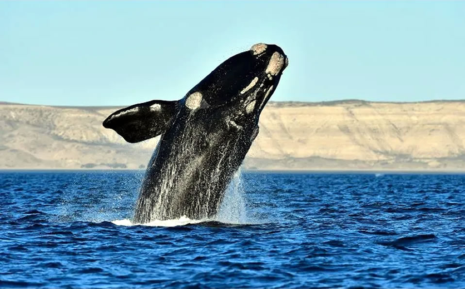Sin la presencia de lanchas ni humanos, una ballena apareció cerca de la costa de Acapulco. (AP)