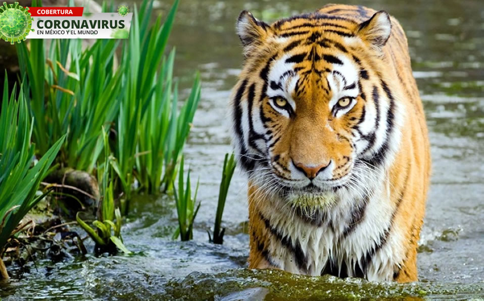 Hay otros tigres y leones con síntomas en el Zoológico del Bronx. (Google)