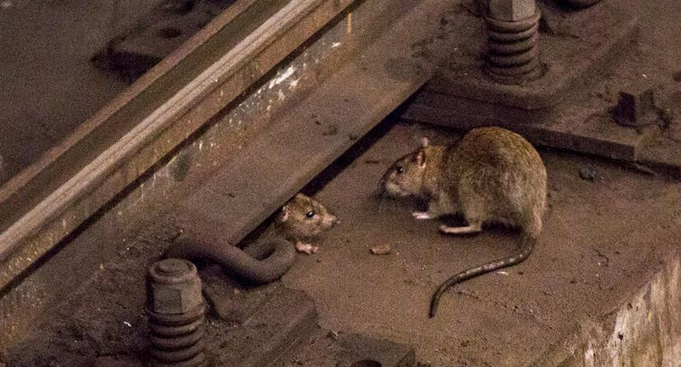 Los animales han retomado muchos lugares llenos de humanos. (AFP)