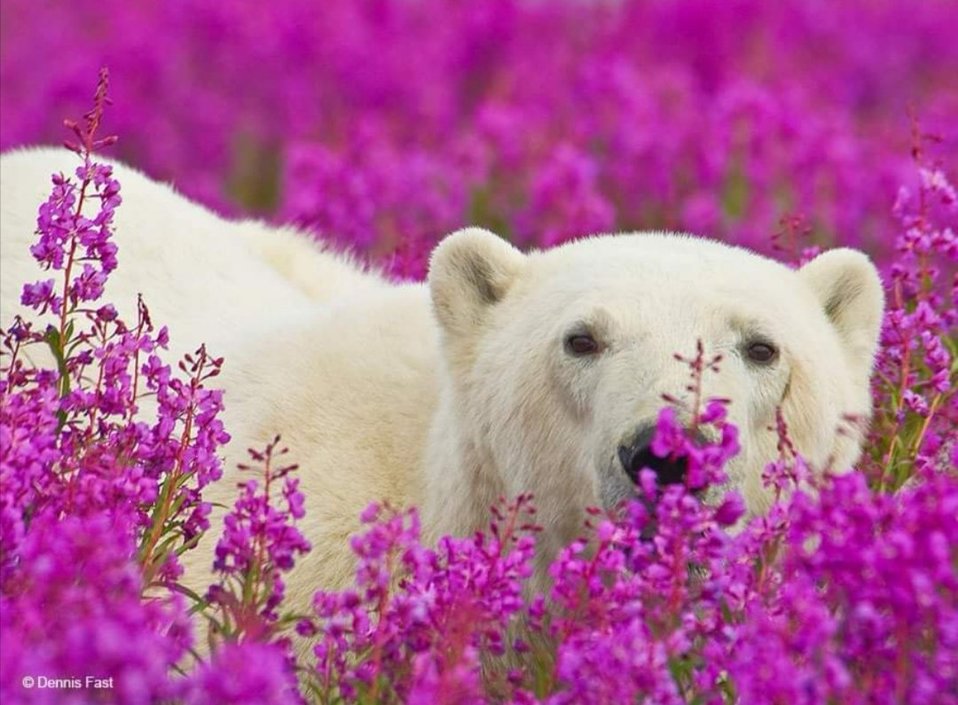 Más allá de lo lindo de las fotos, el trasfondo es el maltratado hábitat del Oso Polar, que los orilla a buscar nuevos terrenos (FOTOS: Dennis Fast)