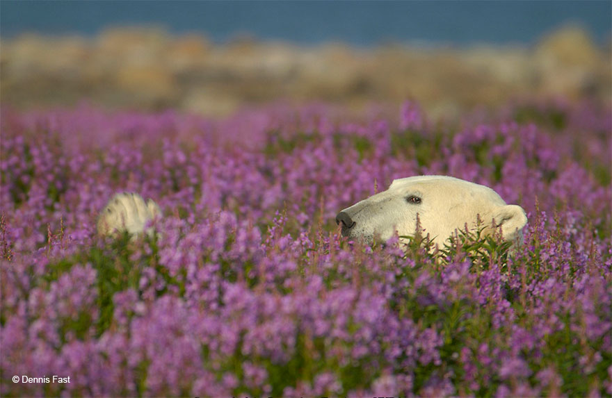 Fueron más de 3 horas las que los tiernos animales estuvieron jugando (FOTOS: Dennis Fast)