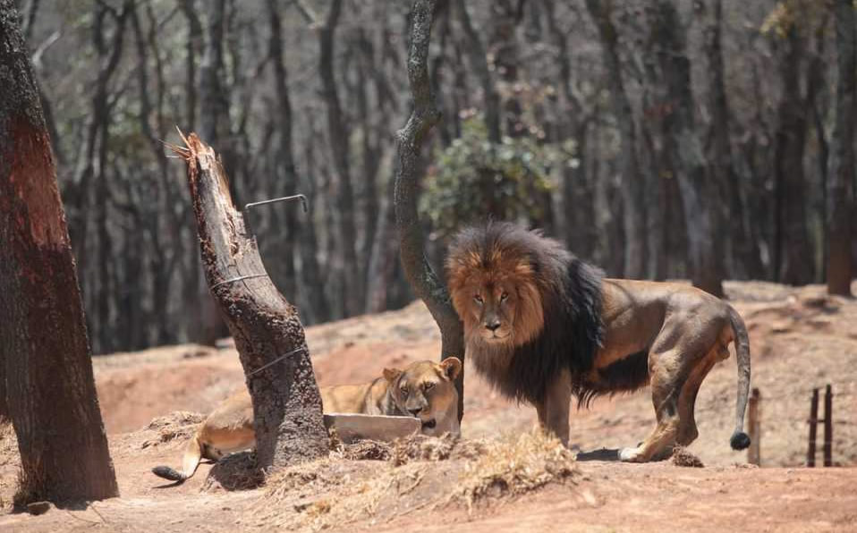 Un león macho consume hasta 14 kilos de carne diarios. (Foto: Milenio)