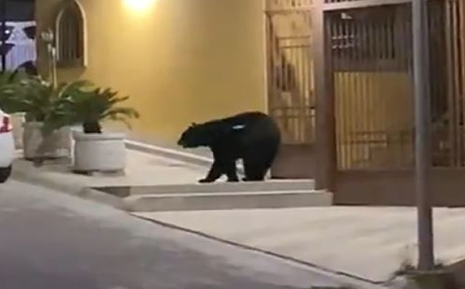 Osos se pasean en calles desérticas de Monterrey (Captura)