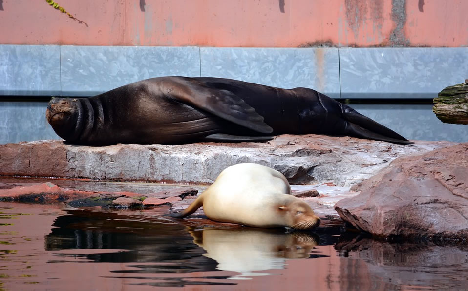 Focas y pingüinos son los animales en la lista de sacrificios del Zoológico Neumünster. (Google)