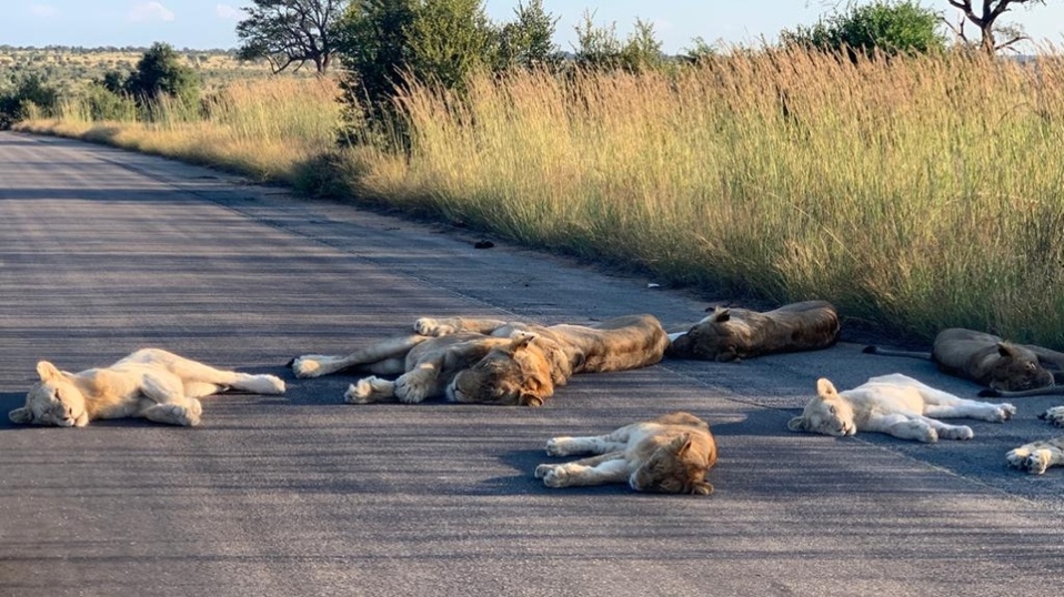 Los animales gozan de la ausencia de visitantes en el Parque Nacional de Kruger.