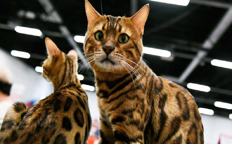 Los gatos ya están en recuperación. (Reuters)