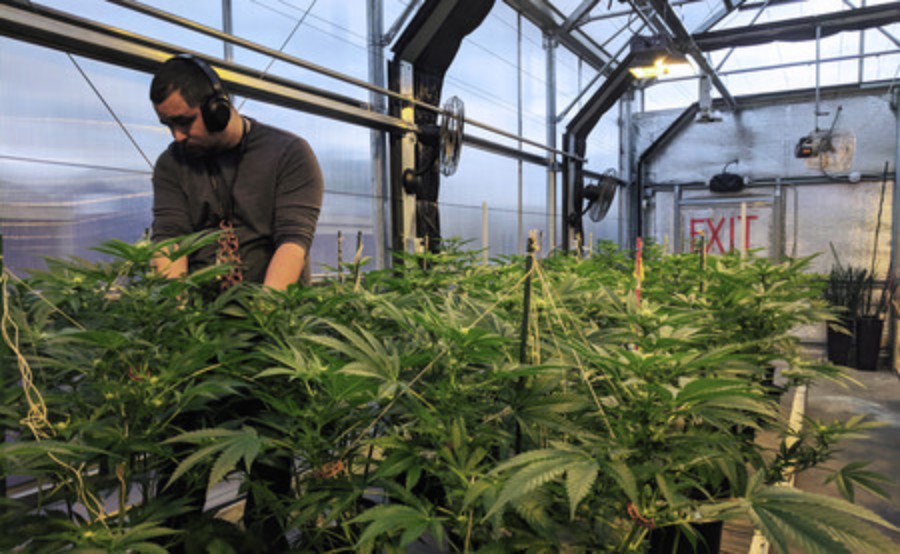 El consumo de marihuana se ha incrementado en Estados Unidos ante la pandemia.