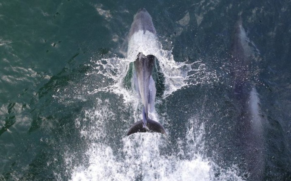 Un par de delfines pudieron verse en Veracruz. Foto: AFP