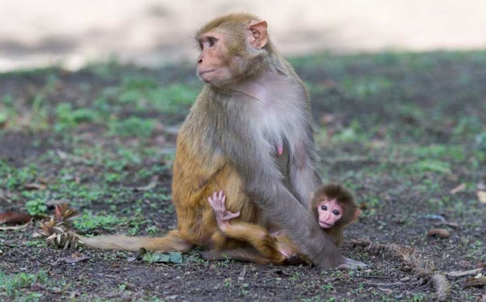 Macaco Rhesus. (@Monkeyworlds)