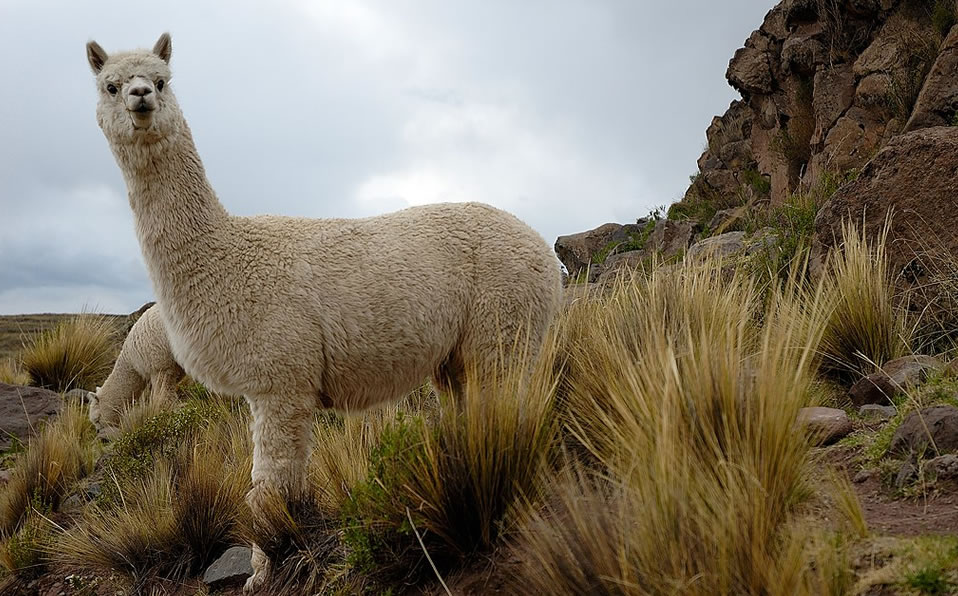 Las alpacas podrían ser la solución de Perú (Web)