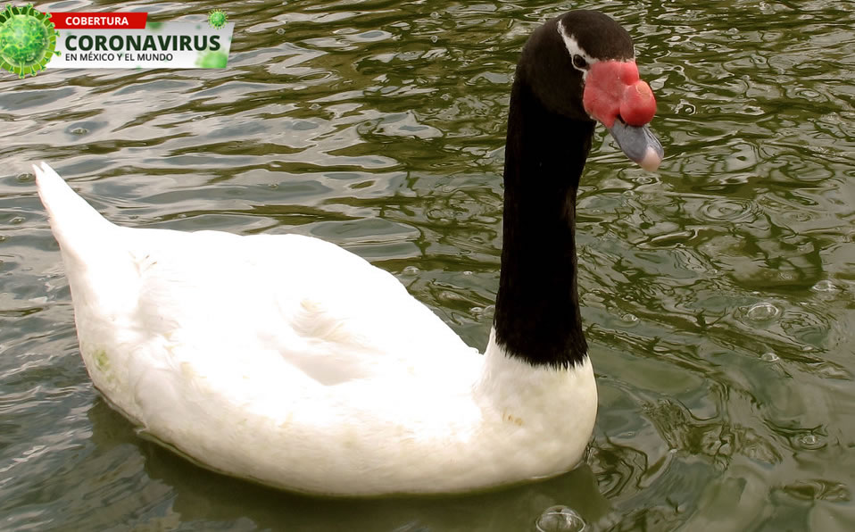 En el reciente censo se encontraron más de 20 mil cisnes de cuello negro en una reserva de Chile. (Google)