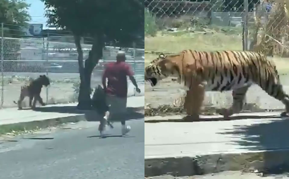 El animal deambulaba en el municipio de Tlajomulco (Captura)