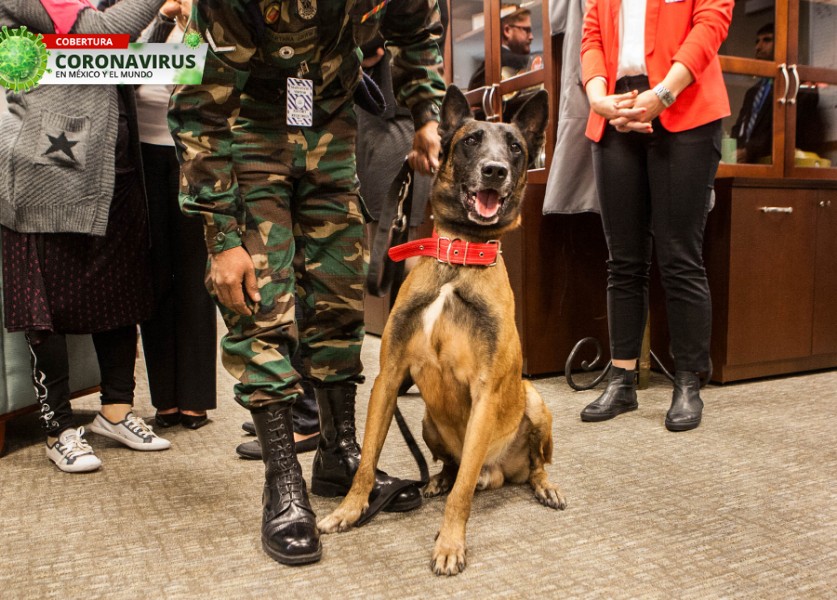 Los perros ya pueden detectar algunos tipos de cáncer.