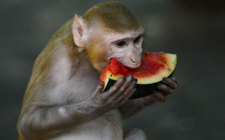 Un macaco come sandía en el Zoológico Kamla Nehru en Ahmedabad, India. (Foto: AFP)