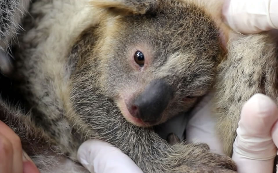 El pequeño koala de hecho nació en enero, pero hasta este 27 de mayo lo anunciaron. (Australia Reptile Park)