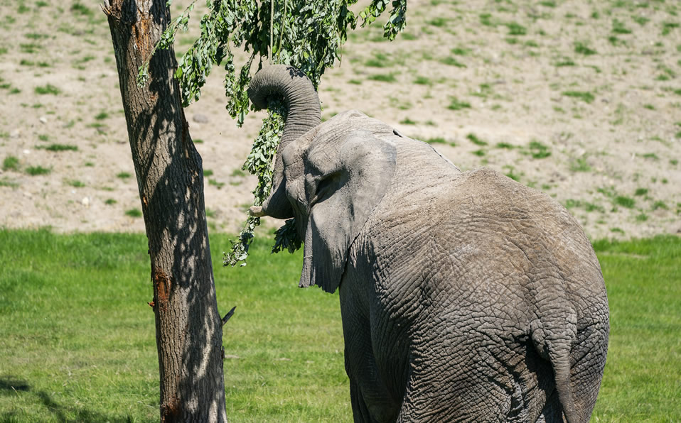 Los elefantes son una especie protegida por las leyes indias. (Foto: AFP)