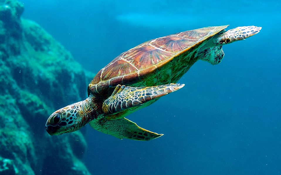 La Gran Barrera de Coral australiana es la más grande del mundo. (Google)