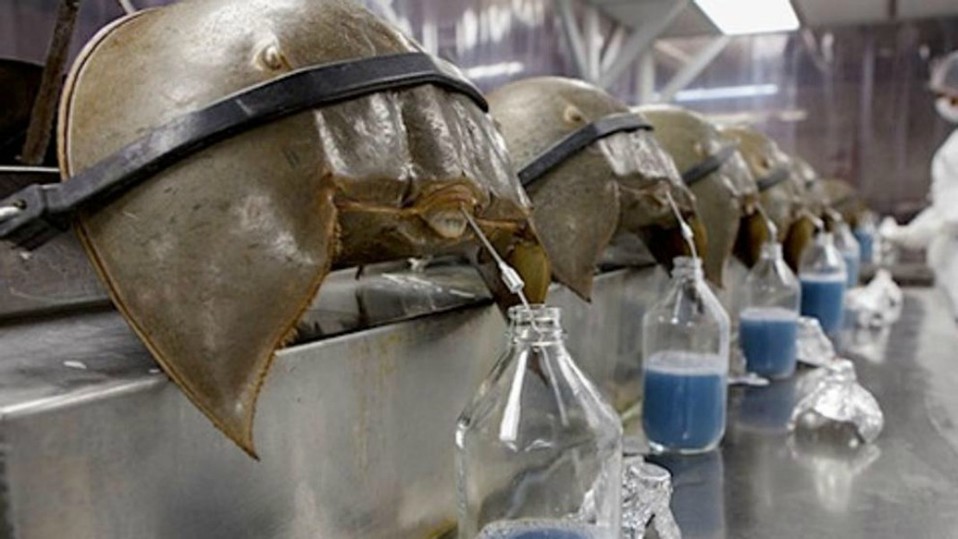 Estos fósiles vivientes han vivido durante millones de años (Foto: Change.org)