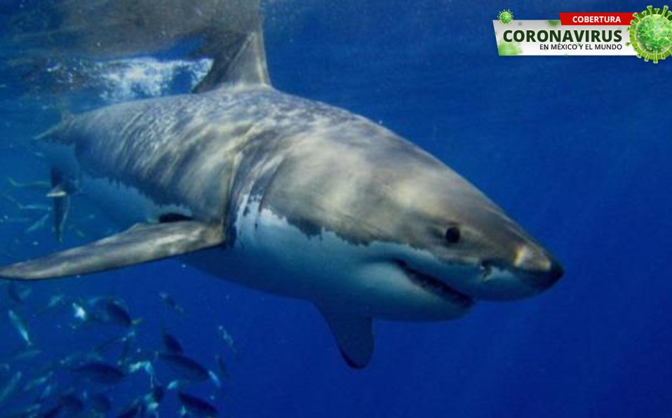 En julio es la "temporada alta" de ataques de tiburones, porque es cuando hay más vacacionistas en las playas. Foto: AFP