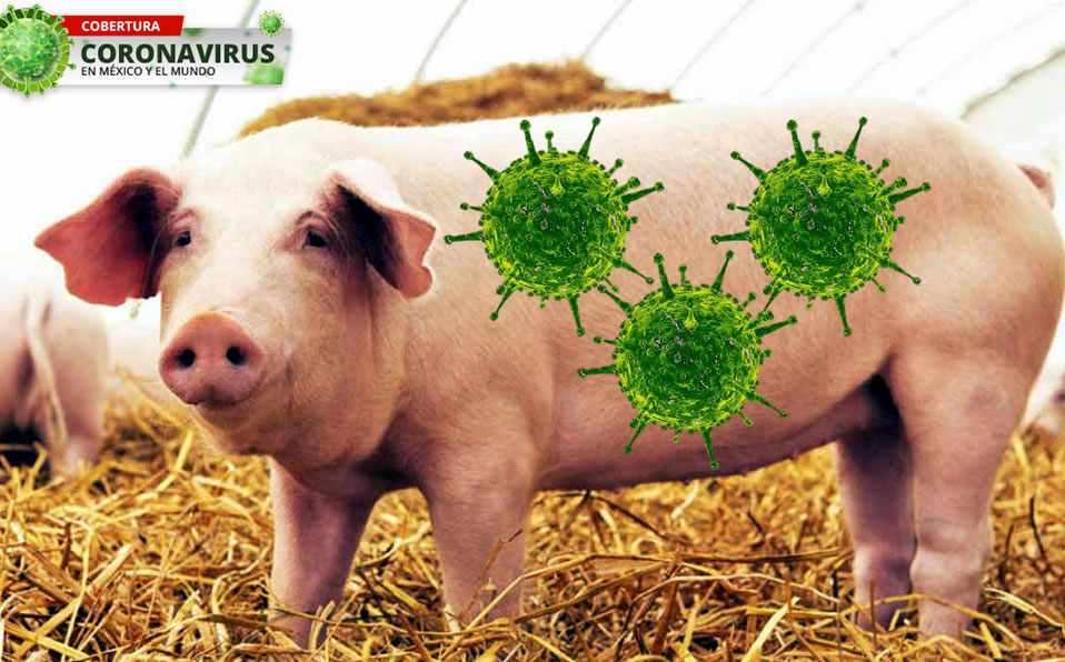 El virus encontrado en cerdos ya registró sus primeros contagios en humanos en China. (Google)