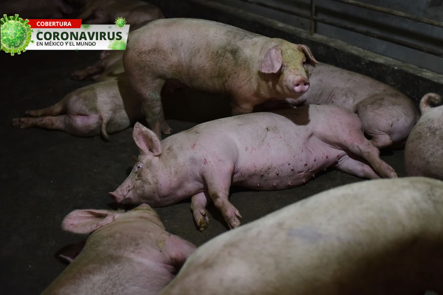La nueva cepa con potencial pandémico fue encontrada en cerdos. (Foto: AFP)