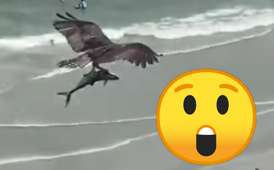 Este incréible avistamiento animal sucedió el pasado 26 de junio. (Foto: Captura pantalla FB | Kelly Burbage)
