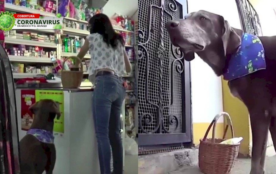 El perro se ha convertido en las sensación en las calles colombianas.