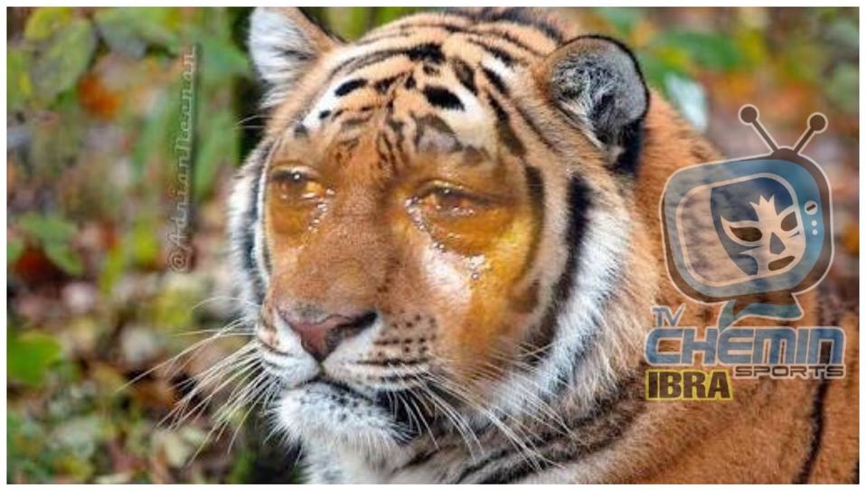 'Crying Tiger', la versión "Jordanesca" del meme para los norteños.