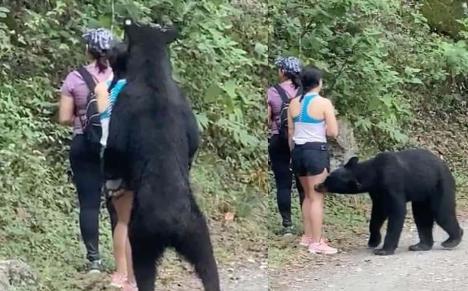 El cuadrúpedo fue captado mientras se acercaba a las campistas (Captura de video)
