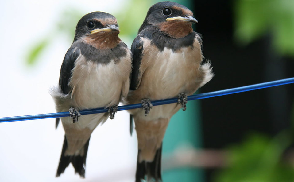 Hay 29% menos de pájaros en el mundo. (Google libre uso)