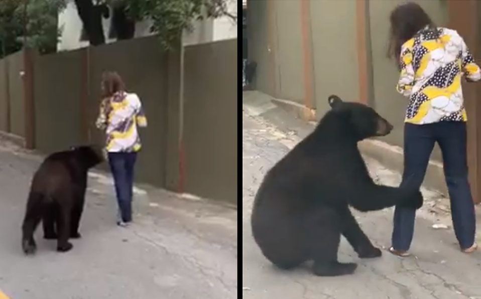 Un oso caminaba por las calles de San Pedro y no dejaba en paz a una mujer. (Foto: captura de video)