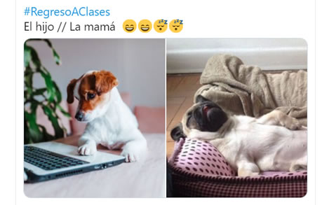 Dicen que los ronquidos se escucharon en miles de salones virtuales de clases.