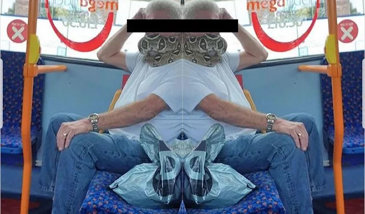 El animal era una pitón de aproximadamente dos metros de largo. (Foto tomada de Twitter @OhBabyLetMegIn)
