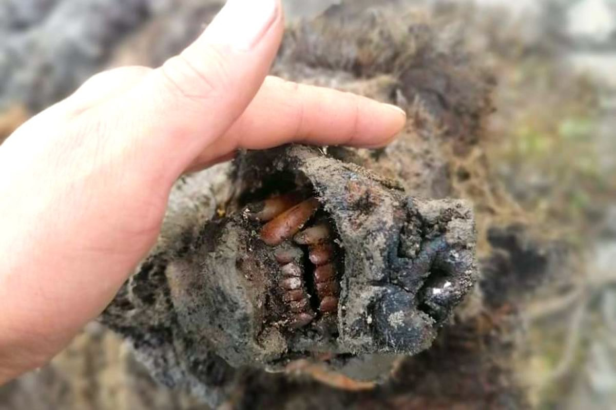 Encuentran restos del Oso de las Cavernas...!De hace 15 mil años!