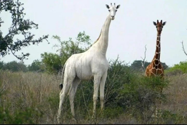 La única jirafa blanca viva en el mundo fue encontrada junto a otras de color natural