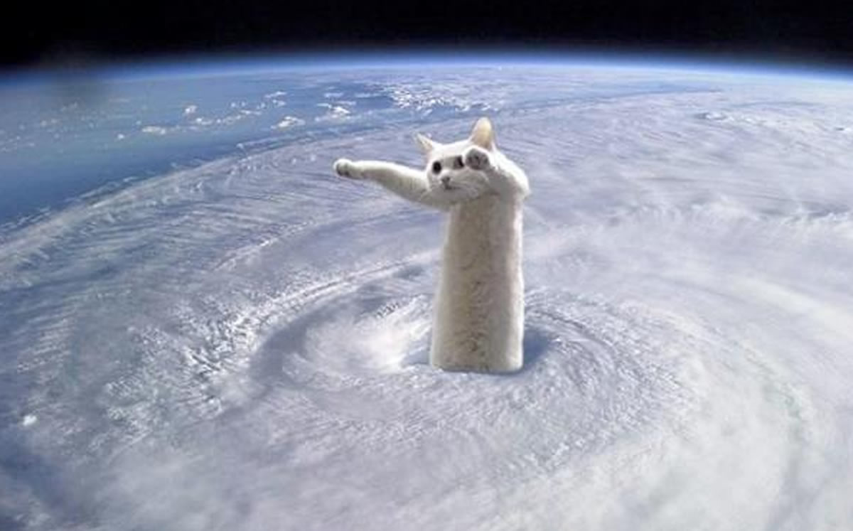 El felino comenzó a sentirse mal, pero en la veterinaria poco pudieron hacer.