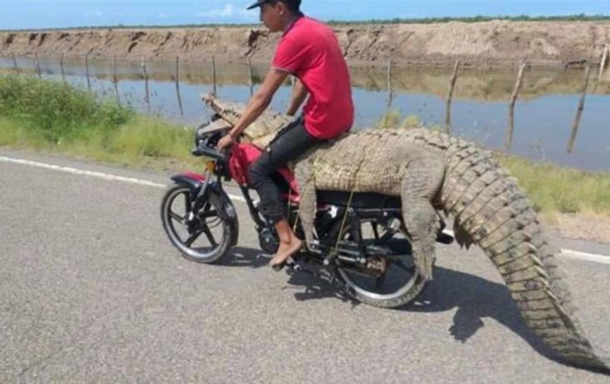 El reptil fue transportado en un vehículo de dos ruedas; no se sabe su paradero. Foto: Twitter