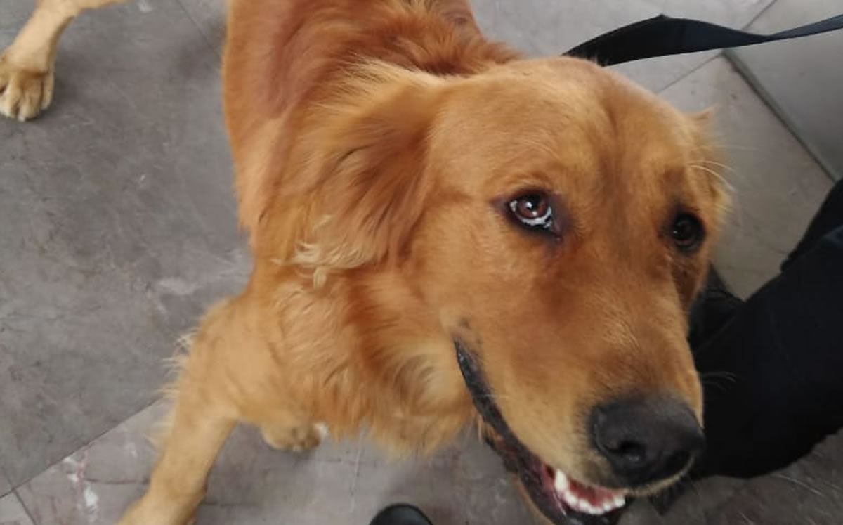 El peludo ya está en casa a salvo. (@MetroCDMX)