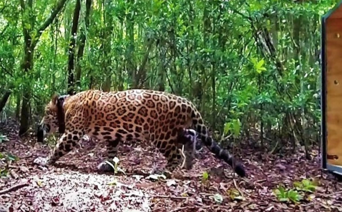 En el momento de su liberación. (Gobierno de Quintana Roo)