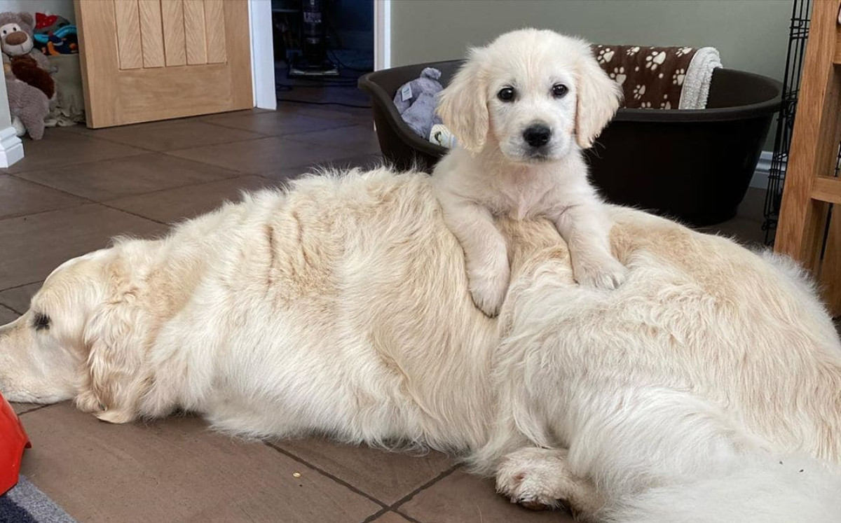 Oko, el cachorro que se convirtió en guía de un perro ciego.( FOTO: Instagram)
