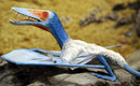El Pterosuario fue el primer vertebrado en volar, según explicó el experto Edwin Cadena. (Google)