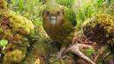 Hallan pájaro mitad macho y mitad hembra