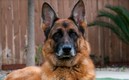 Se dio el fallecimiento del primer perro por covid. Foto: EFE