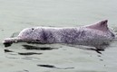 Los delfines rosas, una especie en peligro de extinción. Foto: AFP