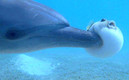 El documental que descubrió a los delfines 'drogadictos' se llama Spy in the Wild. (BBC)